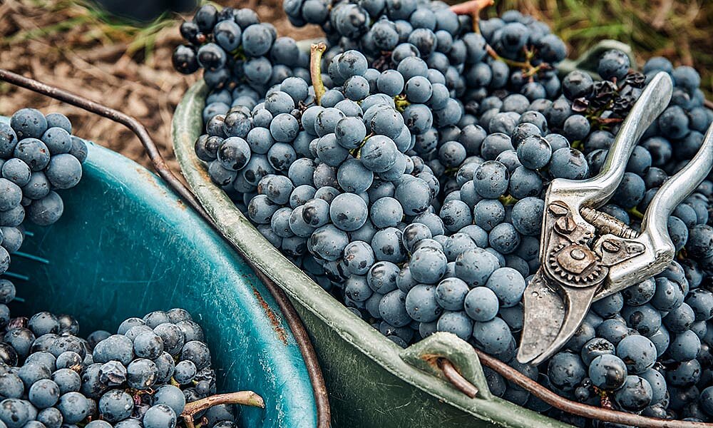 Volle Eimer bei der Traubenlese