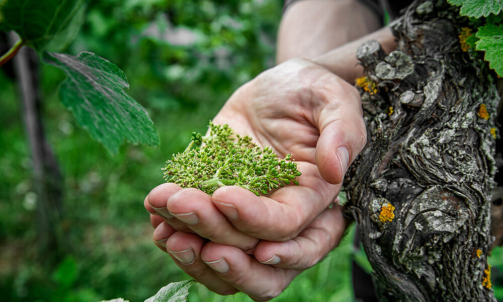 Traubenblüten in der Hand