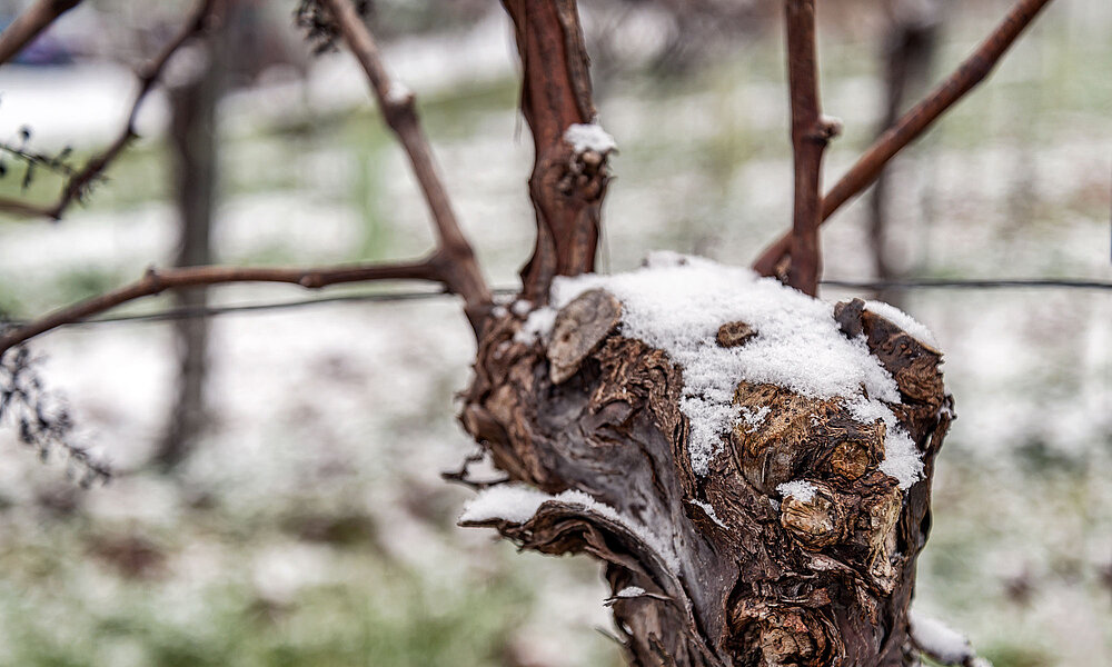 Traubenstock im Schnee