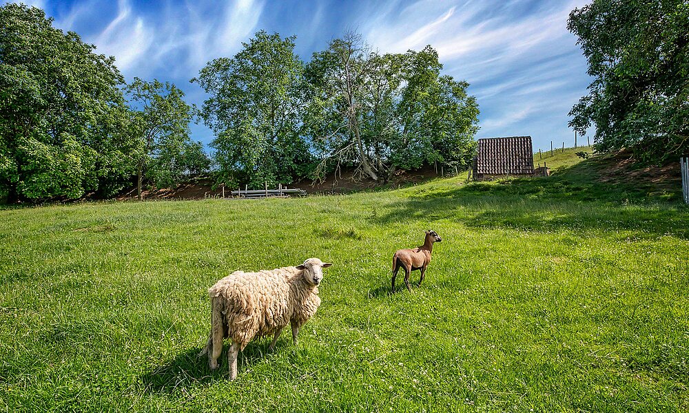 Streuobstwiese mit Schaf und Ziege