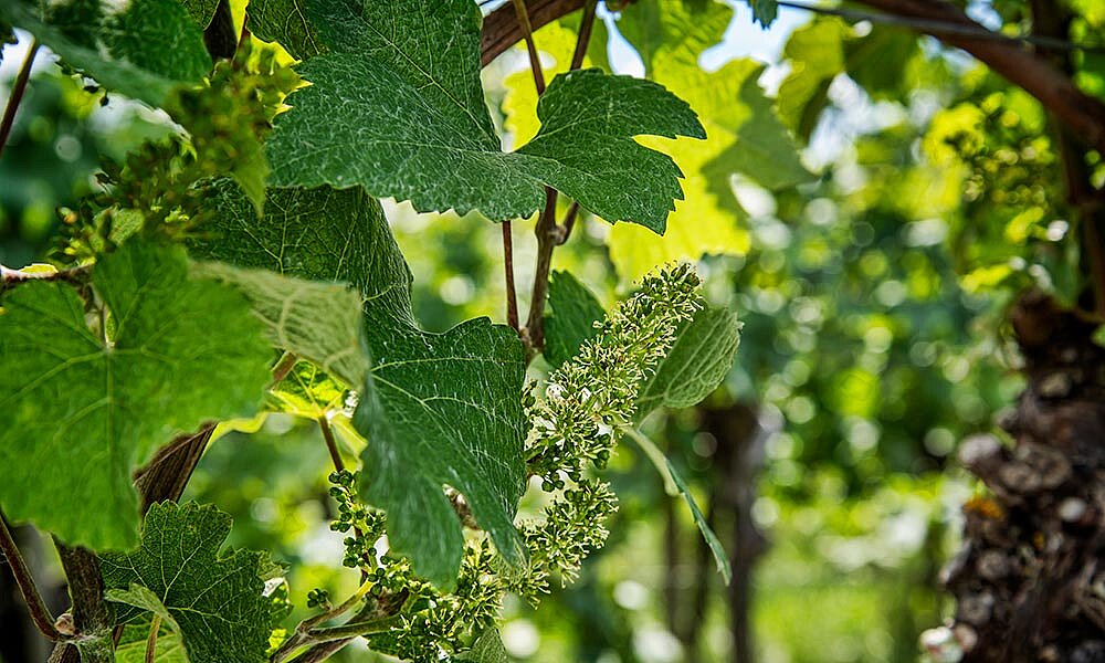 Traubenstöcke am Anfang der Blüte