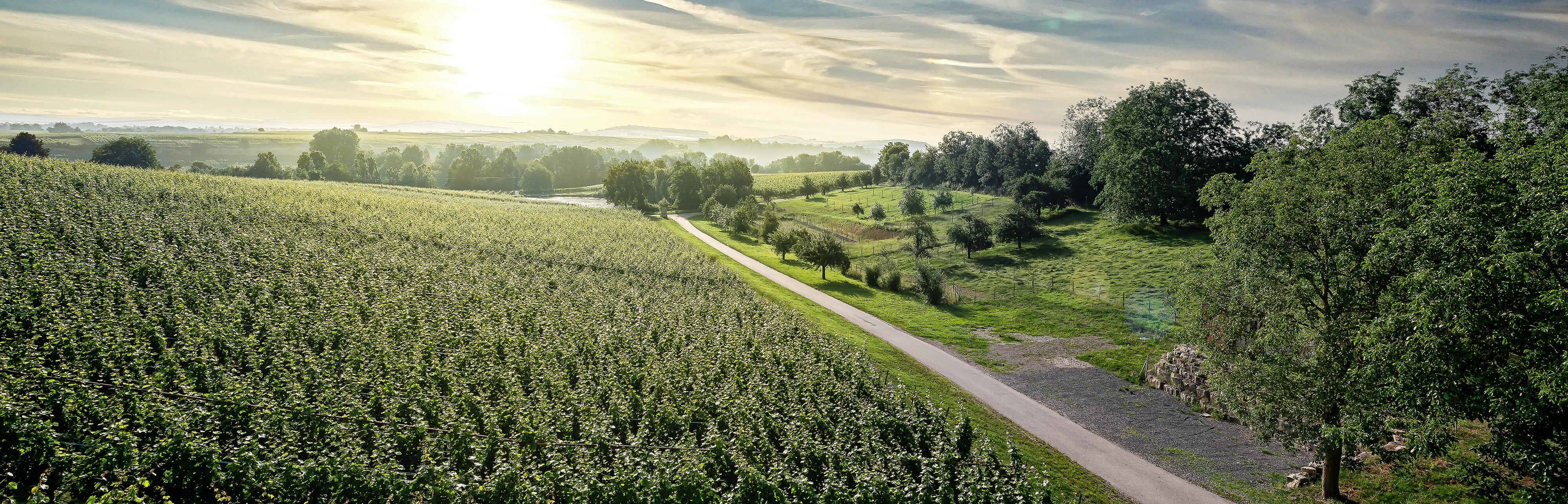 Aussicht auf unsere Weinberge