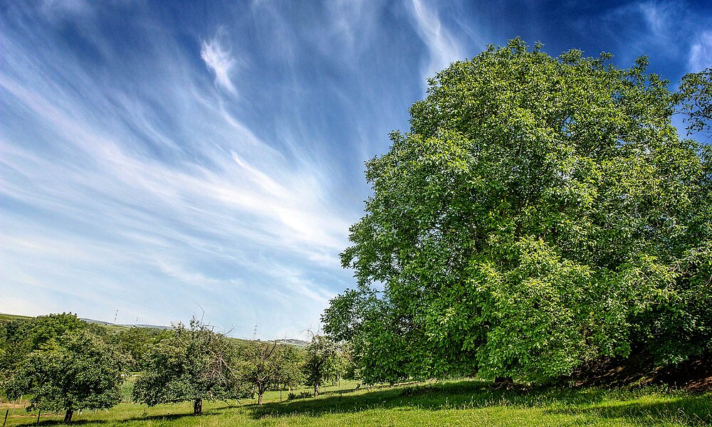 Streuobstwiese mit großem Baum