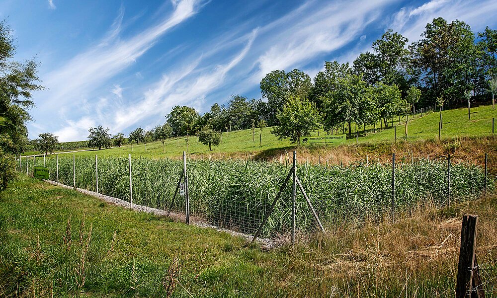 Pflanzenkläranlage im Sommer