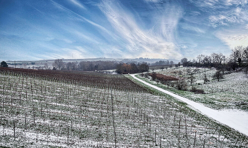 Unsere Weinberge im Schnee